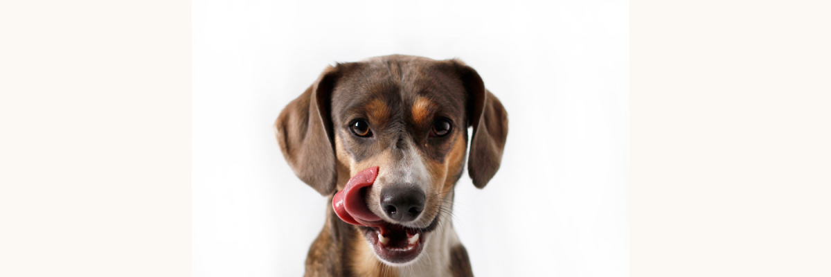 Hundefutter