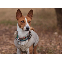 ID TAG - Spotted! Pro Hund & Katze S
