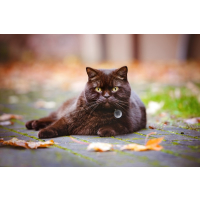 ID TAG - Spotted! Pro Hund & Katze S