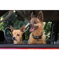 ID TAG - Spotted! Pro Hund & Katze S