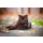 ID TAG - Spotted! Pro Hund & Katze S