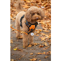 Spotted! PRO Geschirr Orange L