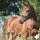 REAVET - Hufformel 1kg MHD 14.08.2025