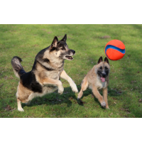 Chuckit Kick Fetch S