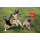 Chuckit Kick Fetch S