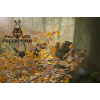 Wild Life Collection - Fuchs
