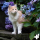 REAVET - EctoStop Spot On Cat 50ml